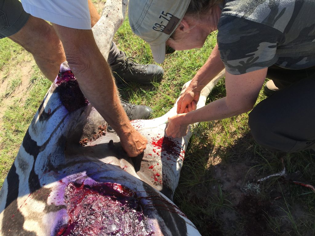 Veterinarian giving an injection to a zebra
