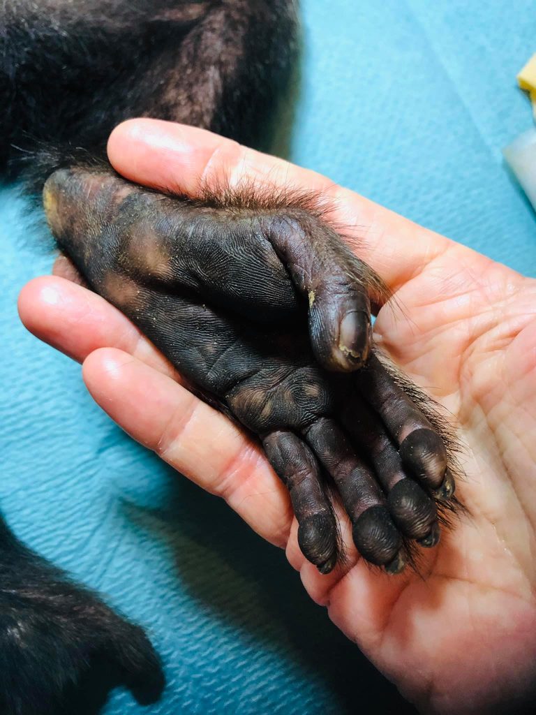Human hand holding a monkey hand
