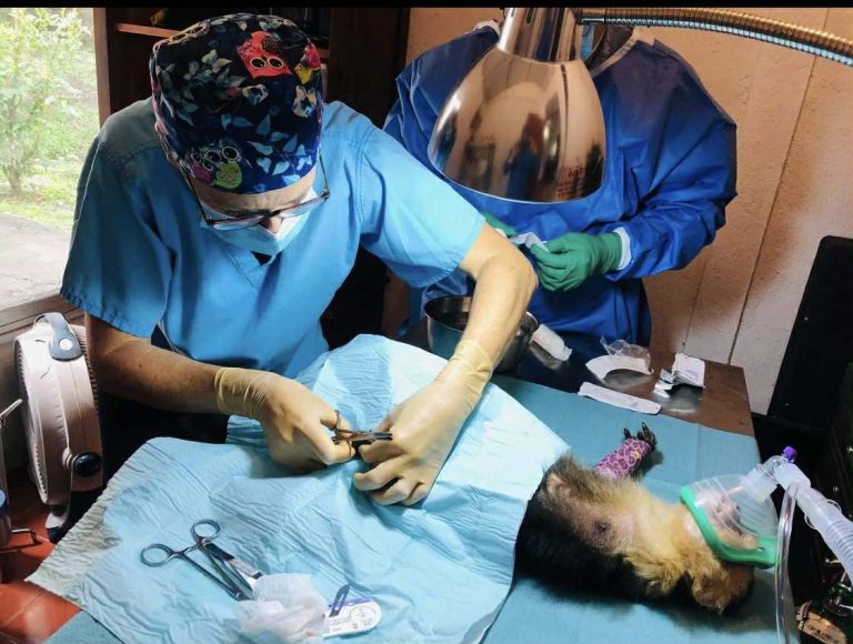Veterinarian operating on a monkey